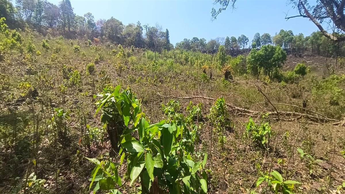 Jashpur Information:जंगल की कूप कटाई के विरोध में लामबंद हुए कामारिमा के ग्रामीण