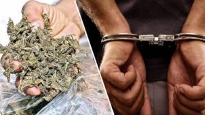 Panna Information: 1 करोड़ 7 लाख का गांजा जब्त, पुलिस ने 5 आरोपितों को किया गिरफ्तार, पिकअप वाहन भी पकड़ा
