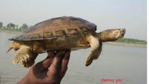 World Turtle Day 2024: भिंड के गंदे तालाब में दम तोड़ रहे भारतीय फ्लैपशेल प्रजाति के कछुओं को चंबल में मिलेगा नवजीवन