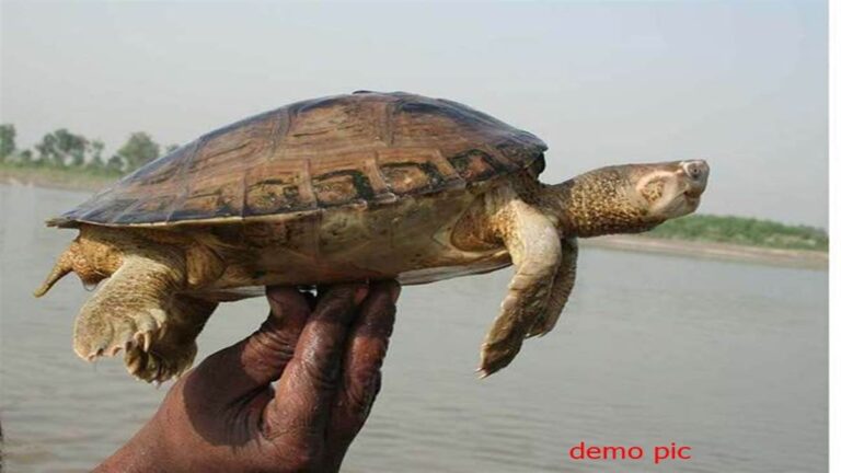 World Turtle Day 2024: भिंड के गंदे तालाब में दम तोड़ रहे भारतीय फ्लैपशेल प्रजाति के कछुओं को चंबल में मिलेगा नवजीवन