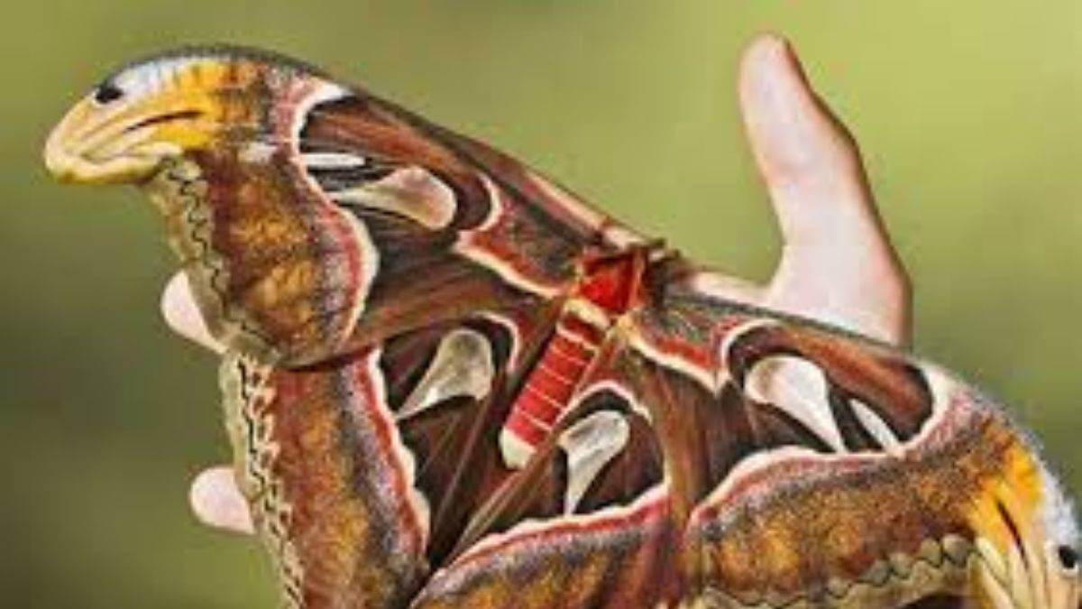 बिलासपुर रेलवे में तितलियों की है अनोखी दुनिया