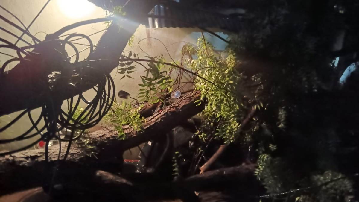 Bhopal Information: कोटरा में चार गाड़ियों पर गिरा 30 साल पुराना पेड़