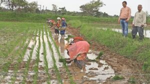 CG Farmers: छत्‍तीसगढ़ के किसान छोड़ रहे खतरनाक रसायन, एक लाख एकड जमीन जैविक खेती में बदली