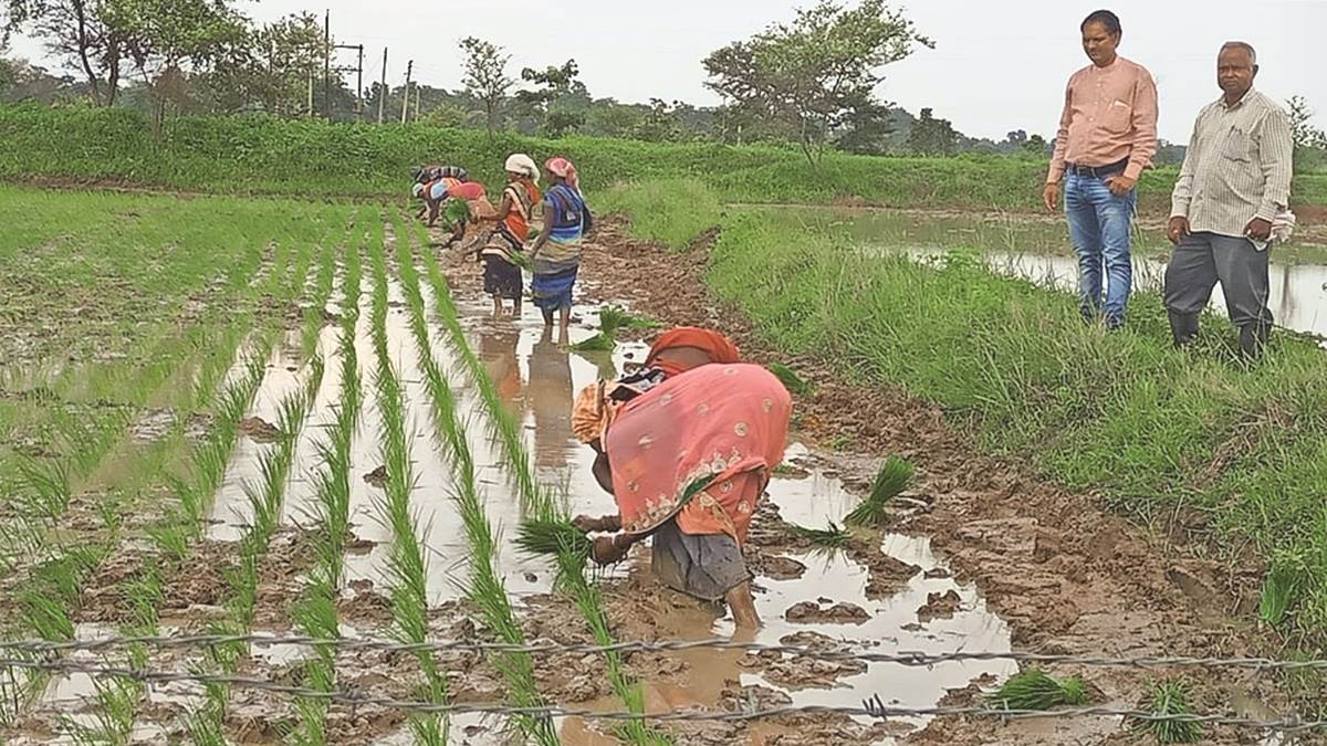 CG Farmers: छत्‍तीसगढ़ के किसान छोड़ रहे खतरनाक रसायन, एक लाख एकड जमीन जैविक खेती में बदली