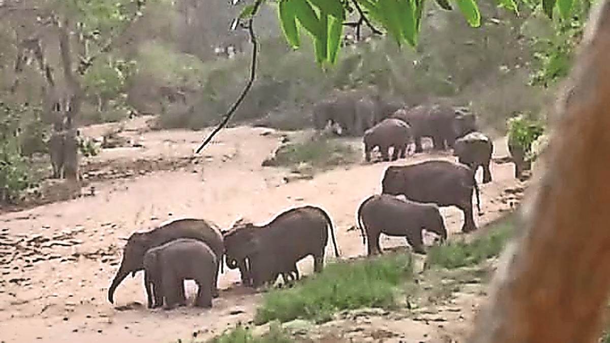 Chhattisgarh Naxal Information: दंतेल हाथियों की धमक से नक्‍सलियों में खौफ, जंगल छोड़कर भागे