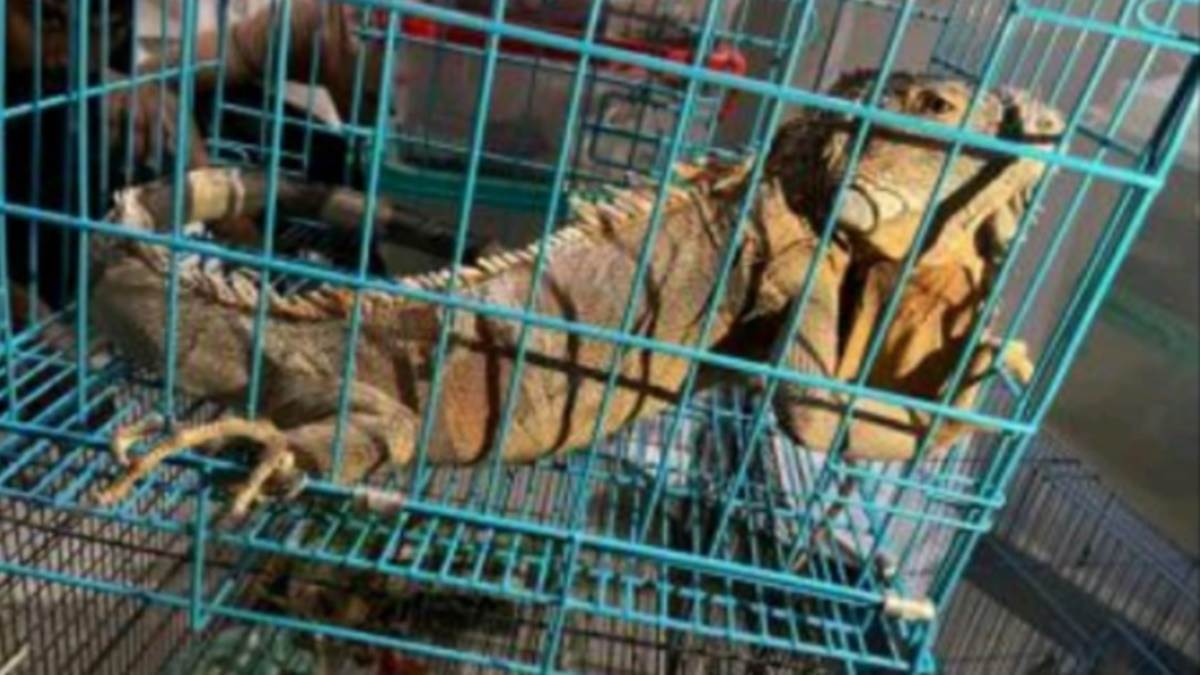 Indore Information: विदेशी जानवरों की तस्करी करने वाले व्यापारियों के खंगाले जाएंगे बैंक ट्रांसजेक्शन