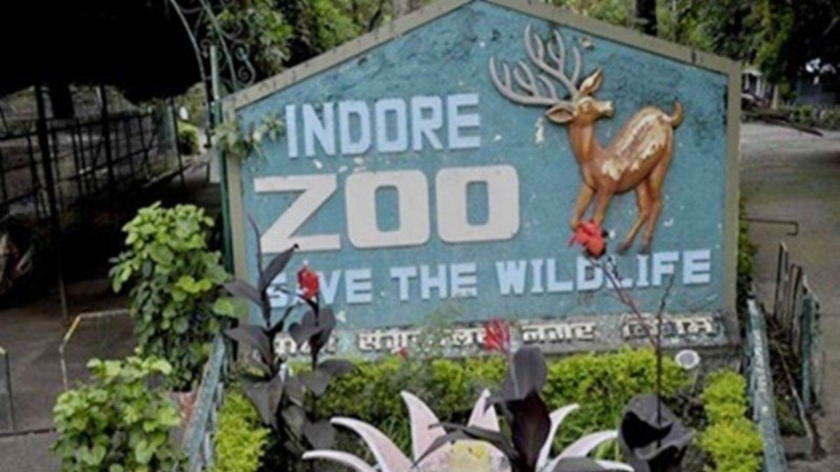 Indore Zoo Information: 8 राज्य के 10 शहरों के चिड़ियाघर, जहां दहाड़ रहे इंदौर में जन्मे शेर-बाघ