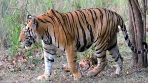 Raisen Information: यूं ही नहीं पड़ा नाम, वाकई “रायल” था रायसेन का टाइगर