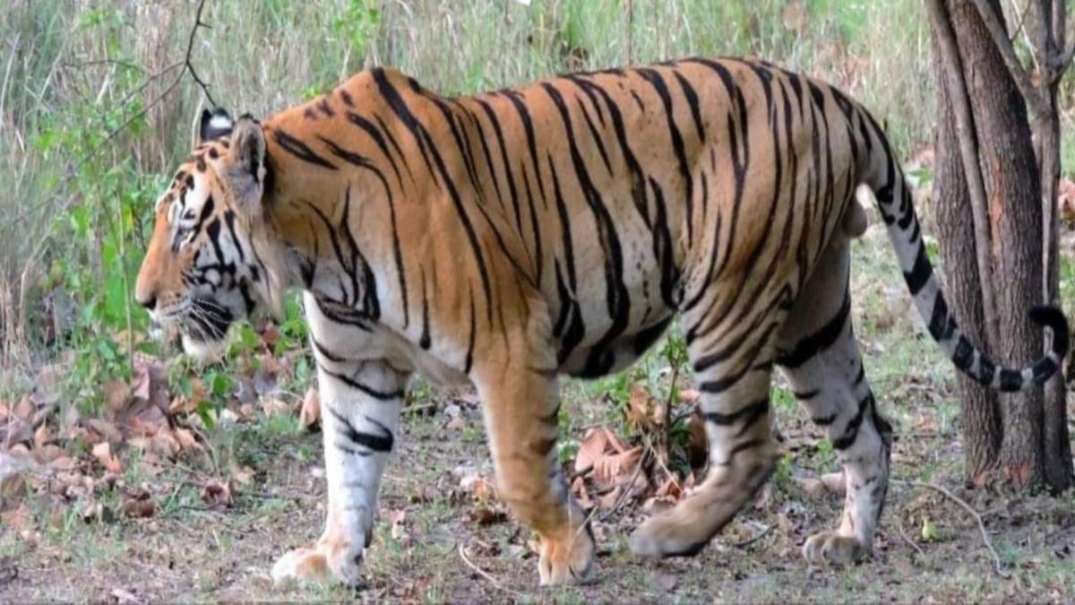 Raisen Information: यूं ही नहीं पड़ा नाम, वाकई “रायल” था रायसेन का टाइगर