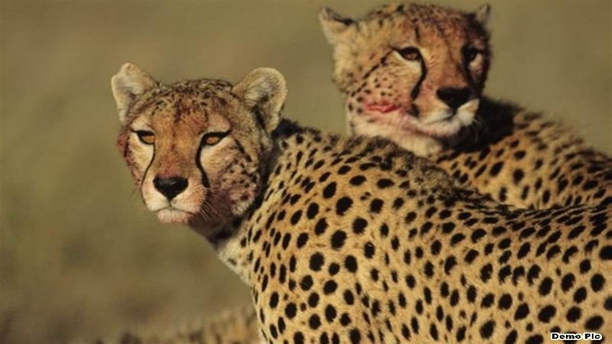 Cheetah in MP: कूनो के चीतों को बारिश से संक्रमण का खतरा, बचाव के लिए लगाई जा रही एंटी डाट