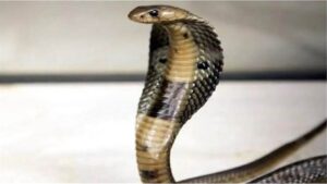 Janjgir-champa Information : खेत के मेढ की सफाई कर रहे बुजुर्ग किसान की सर्पदंश से मौत