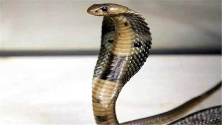 Janjgir-champa Information : खेत के मेढ की सफाई कर रहे बुजुर्ग किसान की सर्पदंश से मौत Janjgir-champa Information : खेत के मेढ की सफाई कर रहे बुजुर्ग किसान की सर्पदंश से मौत