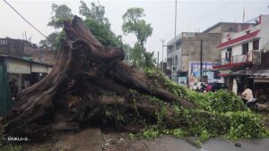 Janjgir-champa Information : शबरी पुल मोड़ के पास सड़क पर गिरा पीपल का पेड़, बाइक क्षतिग्रस्त, जनहानि नहीं