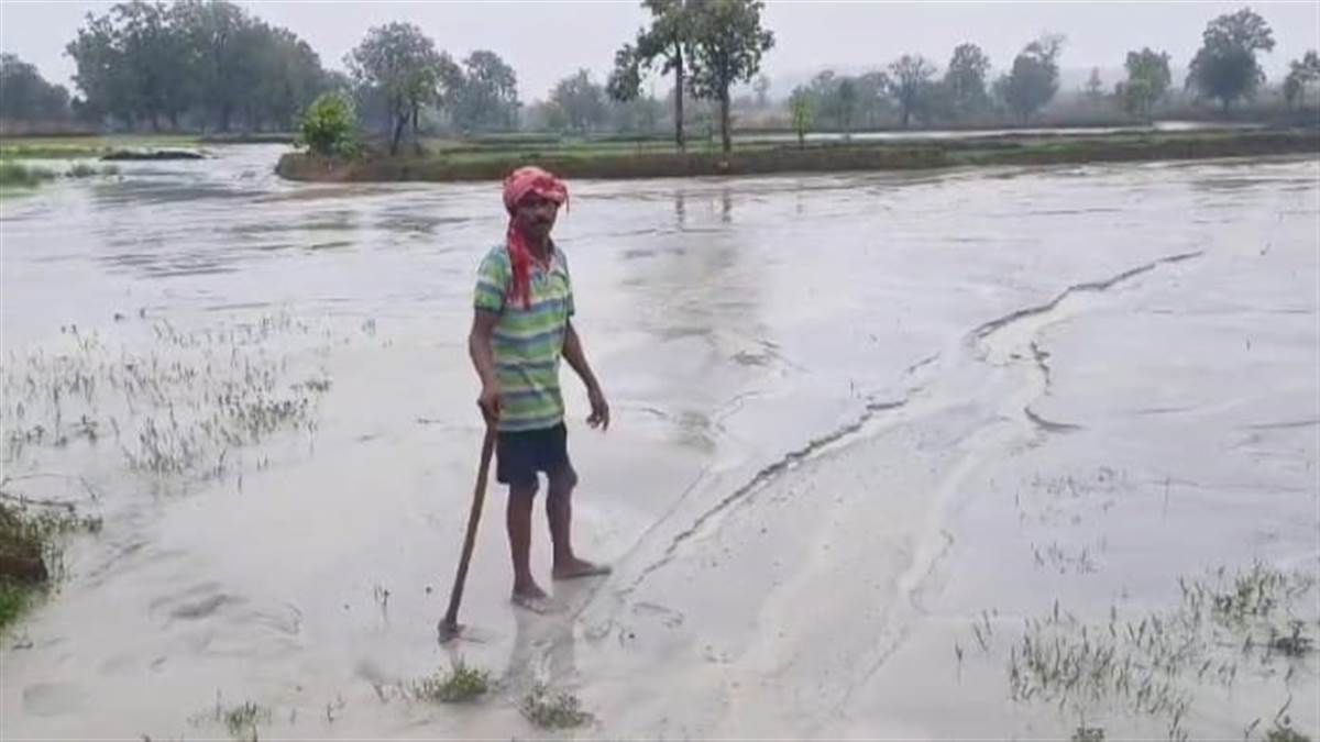 Korba News: गड्ढे में पाटा गया राख वर्षा की पानी से बहकर पहुंचा खेतों में