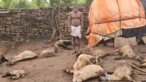 Morena Information: दो जंगली जानवर भेड़ के बाड़े में घुसे, 20 भेड़ों को मारा
