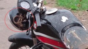 Seoni Information : चलती बाइक में सांप देखकर चालक के उड़े होश, हेडलाइट पर आकर बैठ गया