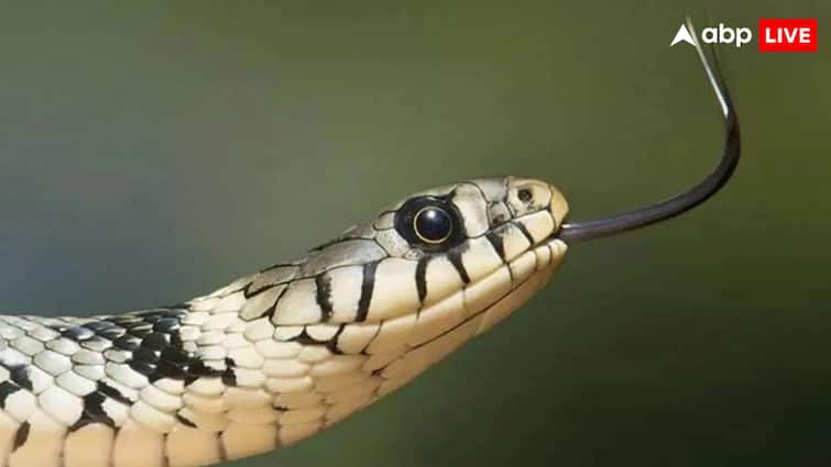 केंद्र सरकार ने राज्यों से सर्पदंश को उल्लेखनीय बीमारी घोषित करने की अपील की