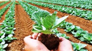 Organic Farming in MP: जैविक खेती में मप्र नए कीर्तिमान की ओर, रकबा बढ़ाकर 20 लाख हेक्टेयर करने की तैयारी