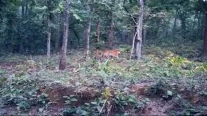 अचानकमार में बाघ देख पर्यटकों का मन हो गया बाग-बाग