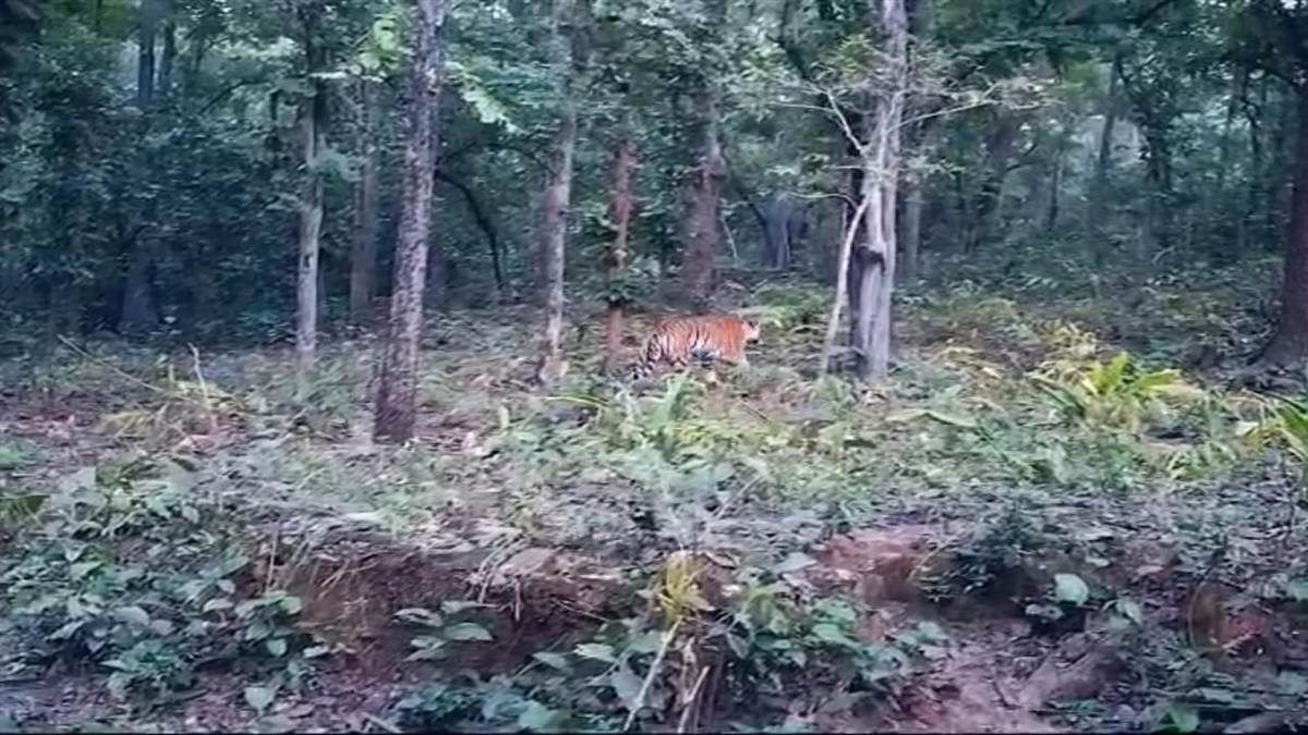 अचानकमार में बाघ देख पर्यटकों का मन हो गया बाग-बाग