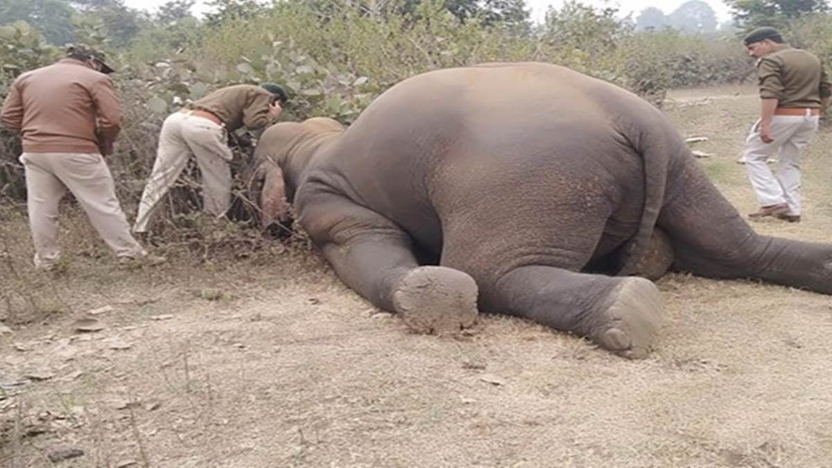 उमरिया के बांधवगढ़ में हाथियों मारने के लिए फसल में मिलाया था माइकोटाक्सिन, जिसके खाने से हुई 10 की मौत