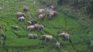एक माह में 400 से अधिक हाथियों से आर्थिक नुकसान,किसानों में मुआवजा दर को लेकर नाराजगी