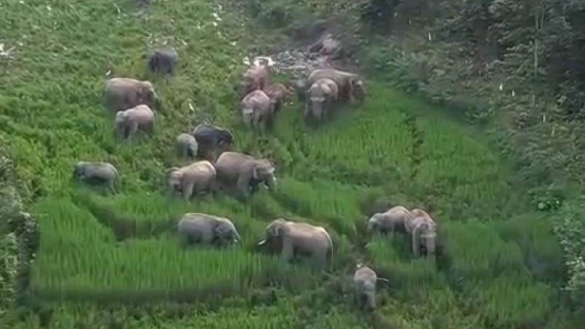 एक माह में 400 से अधिक हाथियों से आर्थिक नुकसान,किसानों में मुआवजा दर को लेकर नाराजगी
