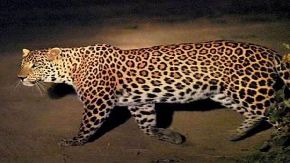 ठंड बढ़ते ही तेंदुए दे रहे जंगल से जबलपुर की ओर दस्तक, रात आठ बजते ही पसर जाता है सन्नाटा