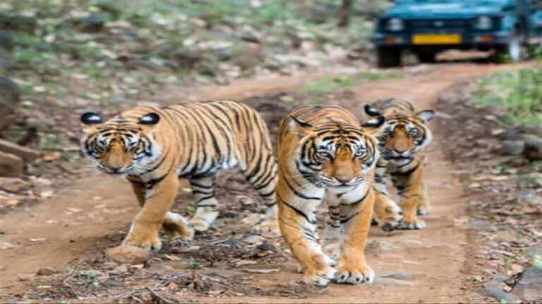 हाथियों और बाघों की मौत के बाद अब मप्र में ऑपरेशन वाइल्ड ट्रैप चलाने की तैयारी, शिकारियों पर कसेगा शिकंजा