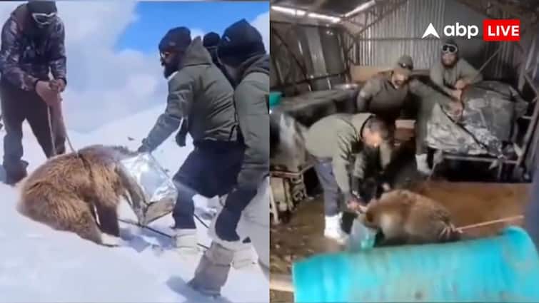 भारतीय सेना ने बर्फ में टिन के डिब्बे में फंसे हिमालयी भूरे भालू के बच्चे को बचाया, वीडियो सोशल मीडिया पर वायरल हो गया