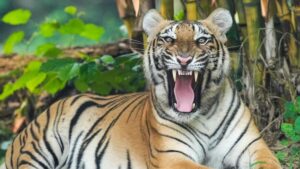 चीन चिड़ियाघर साइबेरियाई टाइगर मूत्र को गठिया गठिया के मोच और मांसपेशियों में दर्द के लिए एक इलाज के रूप में बेचता है