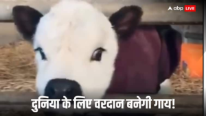 दुनिया को खत्म होने से बचाएगा ये गाय! स्कॉटलैंड के वैज्ञानिकों ने तैयार किया, विश्वास को जानना जरूरी नहीं