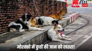 मोरक्को 2030 फीफा वर्ल्ड कट टूर्नामेंट तक 30 लाख आवारा कुत्तों को मार डालेगा