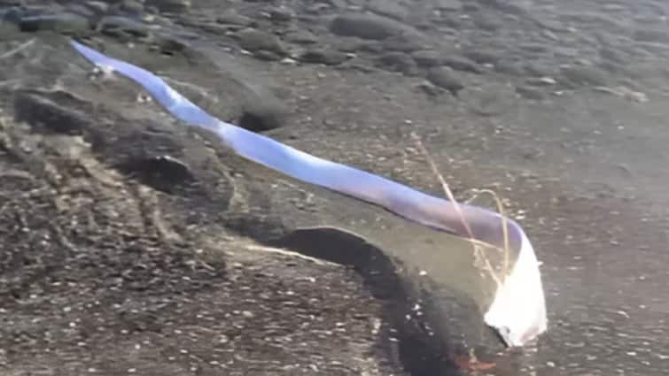 प्राकृतिक आपदाओं की भविष्यवाणी करने वाले मिथकों से जुड़े दुर्लभ ओर्फ़िश ने समुद्र तट कैनरी द्वीपों को धोया है