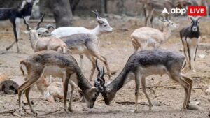 2085 तक एक-तिहाई जानवरों के घर होंगे तबाह? जलवायु संकट पर चौंकाने वाली स्टडी